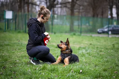 Pani Pupilowa - Behawiorysta Szkolenie Psów